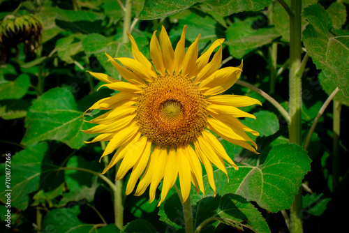 A close up shot of the sunflower, the seeds are clearly visible and the pollen pollen is clear.