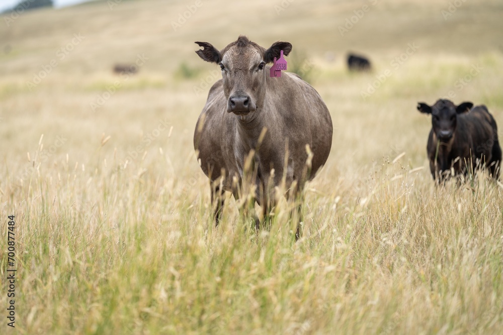 stud wagyu and angus beef cows in a paddock free range in australia, in a dry grass field stud wagyu and angus beef cows in a paddock free range in australia, in a dry grass field