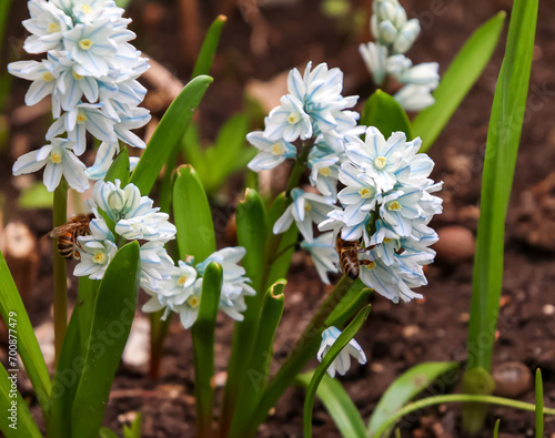 Bees on puschkinia scilloides - Striped Squill blossom in early spring photo