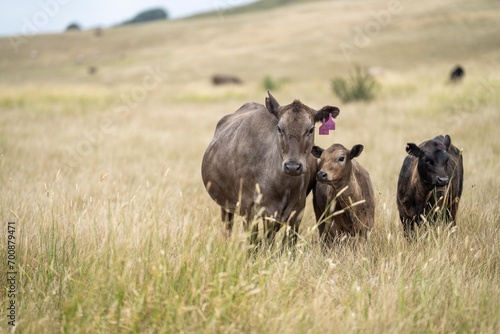 angus, wagyu and murray grey cattle in a paddock on a farm with long dry summer grass on a farm in australia © Phoebe