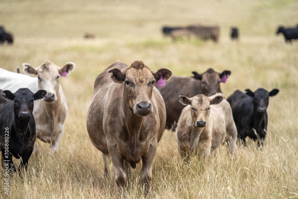 wagyu and angus cattle are Agricultural free range livestock on a farm. Cows grazing on free range green pasture and native grasses. Fat cow in a field on a farm in Australia wagyu and angus cattle are Agricultural free range livestock on a farm. Cows grazing on free range green pasture and native grasses. Fat cow in a field on a farm in Australia