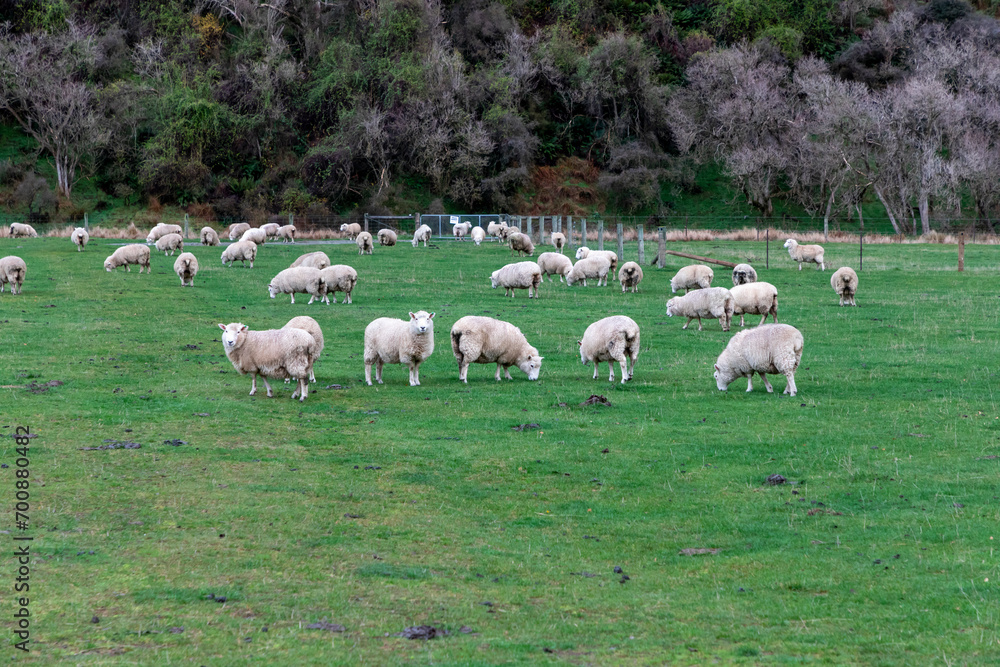 Photograph of a mob of sheep grazing in a lush green pasture near Lake Moke near Queenstown on the South Island of New Zealand