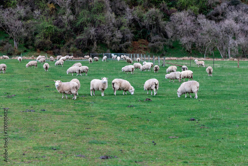 Photograph of a mob of sheep grazing in a lush green pasture near Lake Moke near Queenstown on the South Island of New Zealand