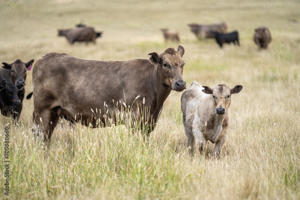 angus, wagyu and murray grey cattle in a paddock on a farm with long dry summer grass on a farm in australia angus, wagyu and murray grey cattle in a paddock on a farm with long dry summer grass on a farm in australia
