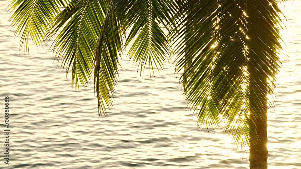 palm tree on the beach. Close up sunset through leaves palm tree summer background. Text space area. palm tree on the beach. Close up sunset through leaves palm tree summer background. Text space area.