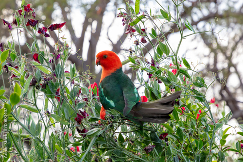 Photograph of a red Australian male King Parrot sitting in a green leafy tree in a domestic garden in the Blue Mountains in Australia photo