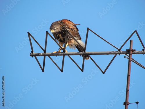 Powerful brown eagle lurking on top of an antenna with blue clean sky background