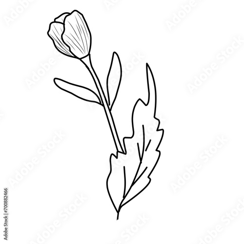 Bunga poppy. Sketsa dalam garis, gambar tangan bebas. Ilustrasi vektor, latar belakang musim panas, padang rumput bunga. photo