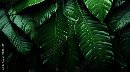 Palm Tree Leaves on Dark Green Background, Tropical Nature Foliage for Design and Decor