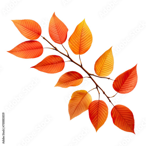 Autumn leaves on a branch isolated on transparent or white background