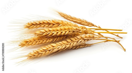 Wheat ears isolated on transparent white background