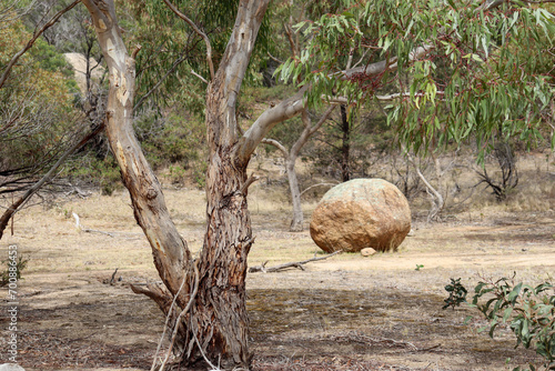 arid australian landscape with eucalyptus tree and granite boulder in you yangs national park