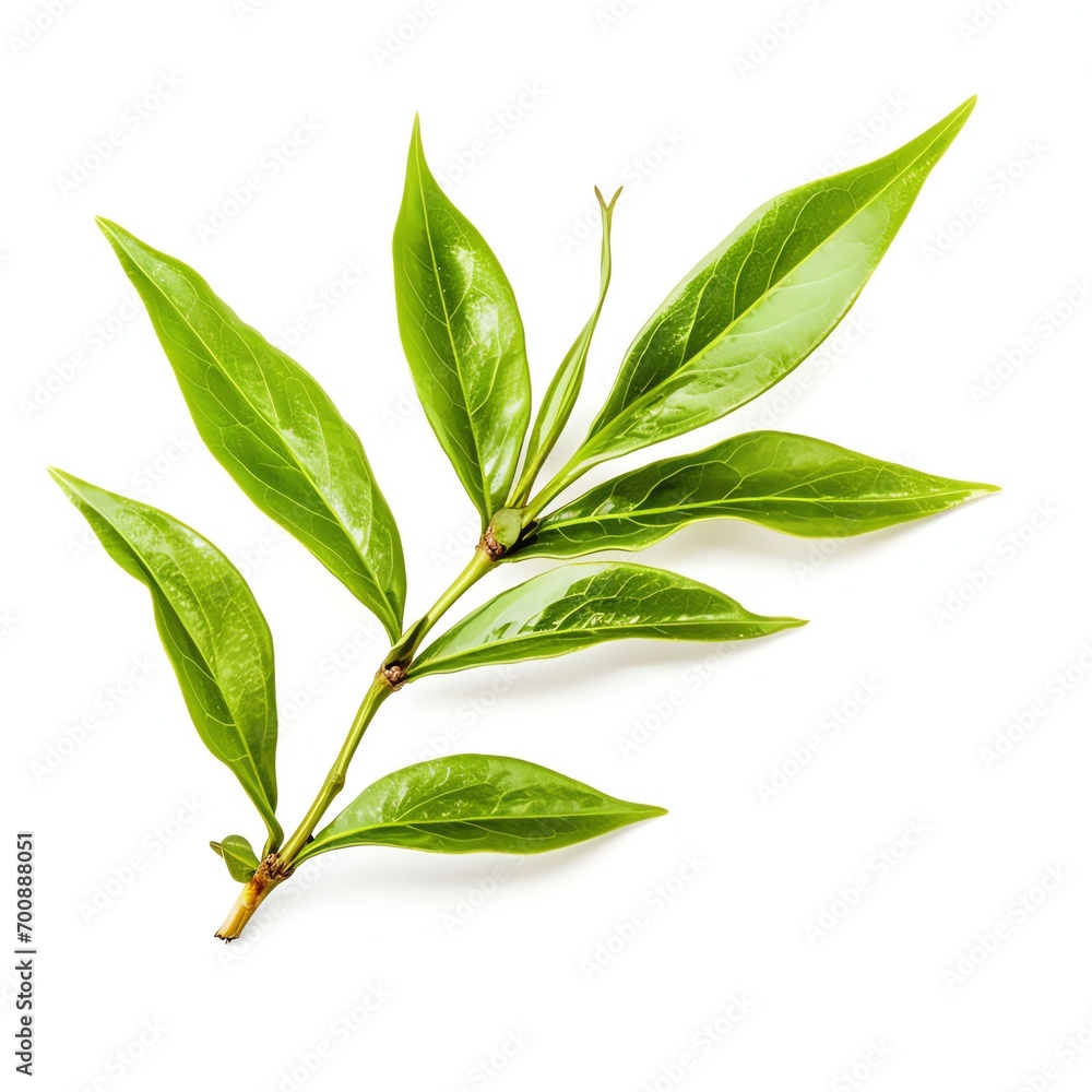 tea leaf isolated on white background tea leaf isolated on white background