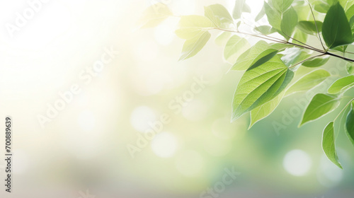 Sunshine streaming through fresh green leaves, with a gentle bokeh effect creating a calm and soothing backdrop. © tashechka