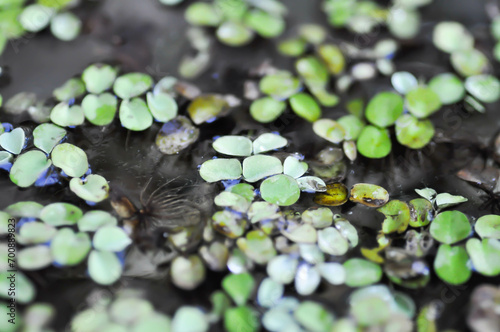 Billede på lærred water lettuce ,stemless water plant or duckweed