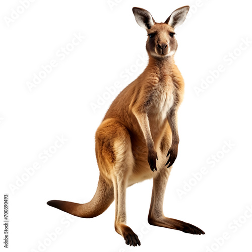 Portrait of kangaroo animal, isolated on transparent or white background © NightTampa