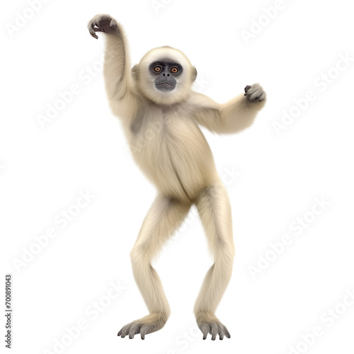 Gibbon monkey standing isolated on transparent or white background