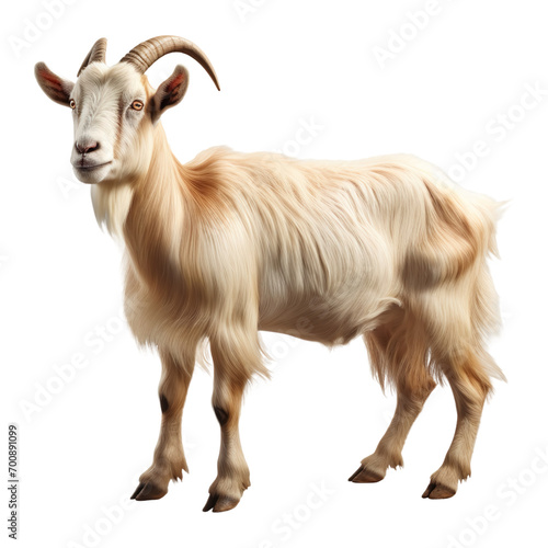 Goat animal standing, isolated on transparent or white background