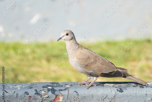 Turkish dove pigeon bird of the species "Streptopelia decaocto", pigeon concept