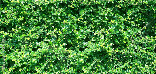 climbing plants on the wall background