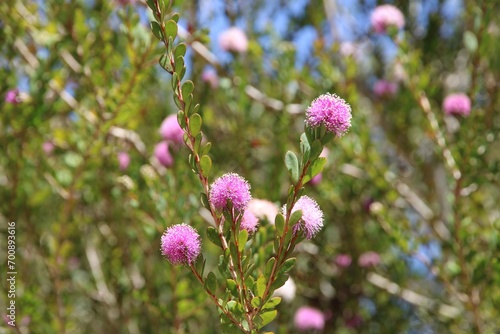 Showy Honey Myrtle (Melaleuca nesophila) flowers on shrub. Australian native plant.