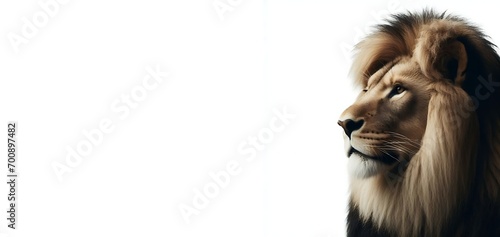 Portrait of a male lion panthera leo with white isolated background, generative ai