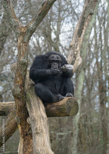 close up on chimpanzee sitting on tree trunk