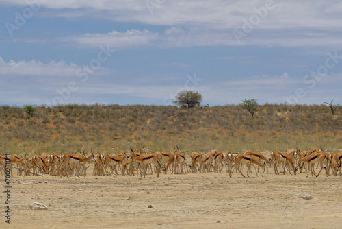 Large herd of Sringbuck (Springbok) (Antidorcas marsupialis) at Kannagaus in the Kgalagadi Transfrontier Park, Kalahari photo