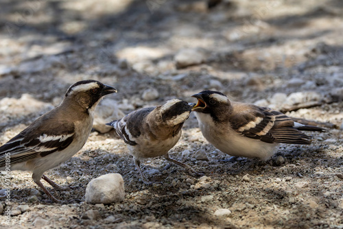 White browed sparrow weaver (Koringvoël) (Plocepasser mahali) feeding a chick at Melkvlei in the Kgalagadi Transfrontier Park in the Kalahari