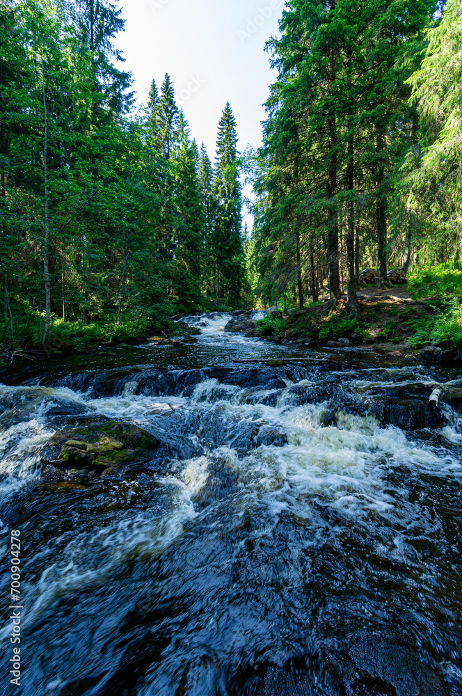 A variety of summer forest landscapes with rivers. A variety of summer forest landscapes with rivers.