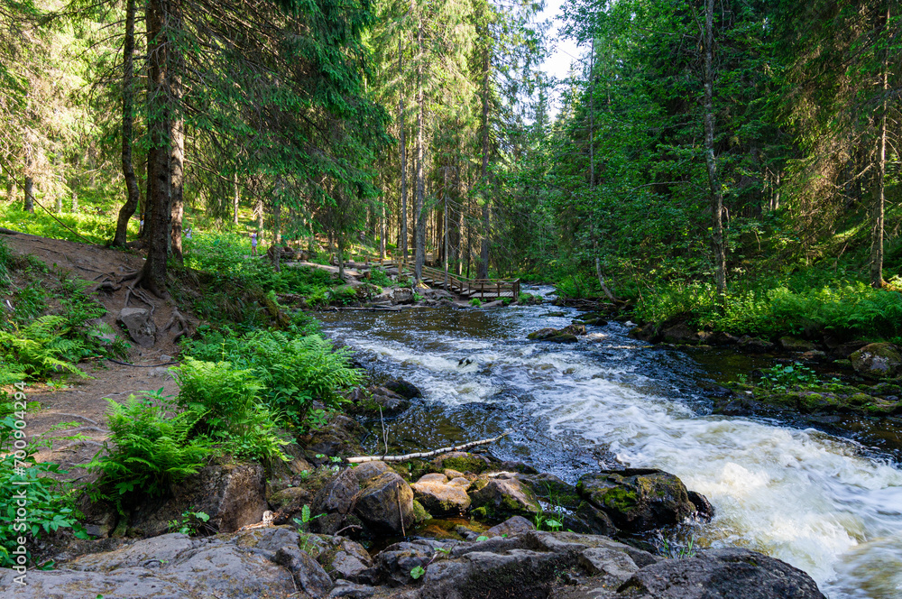 A variety of summer forest landscapes with rivers. A variety of summer forest landscapes with rivers.