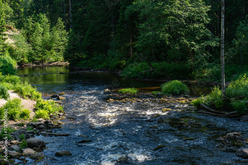 A variety of summer forest landscapes with rivers.