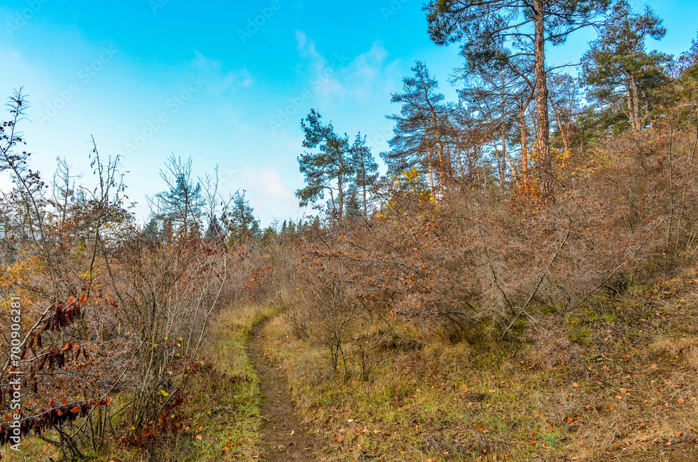 Fototapeta premium hiking trail in the pine forest on Mtatsminda Mount (Tbilisi, Georgia)