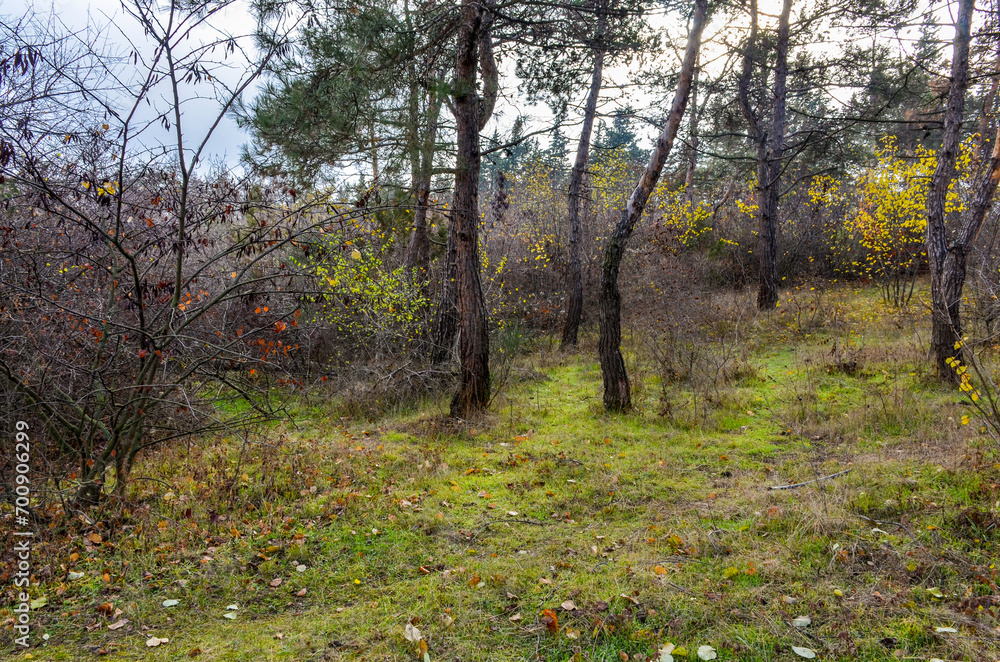 meadow in the pine forest on Mtatsminda Mount (Tbilisi, Georgia) meadow in the pine forest on Mtatsminda Mount (Tbilisi, Georgia)
