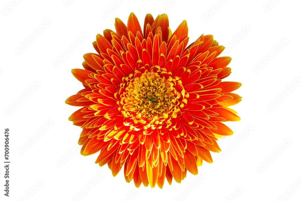 Top view of orange gerbera flower bloom isolated on white background included clipping path.