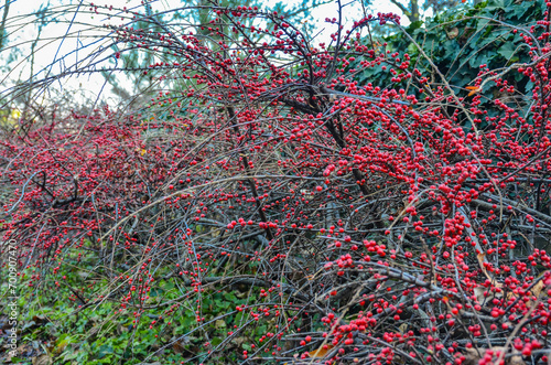 red cotoneaster berries in the National Botanical Garden (Tbilisi, Georgia)