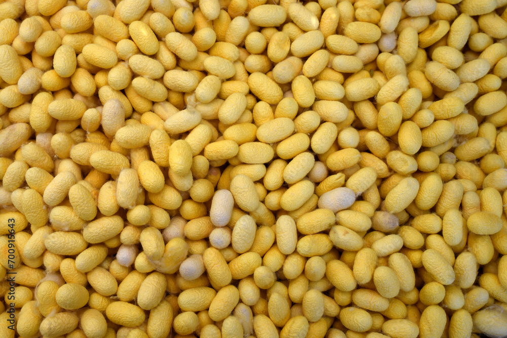 Top view of pile of yellow silkworm cocoons, natural raw material fibers. a source of silk thread and silk fabric Top view of pile of yellow silkworm cocoons, natural raw material fibers. a source of silk thread and silk fabric