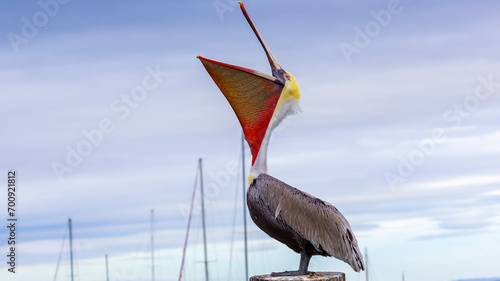 A Brown Pelican posing on a pier photo