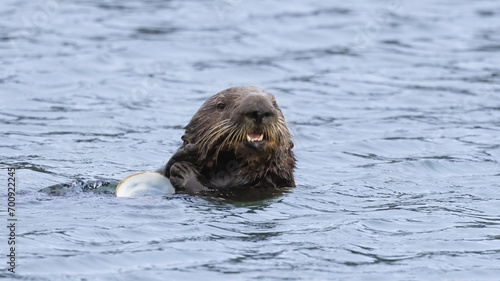 A California Sea Otter eating on the water