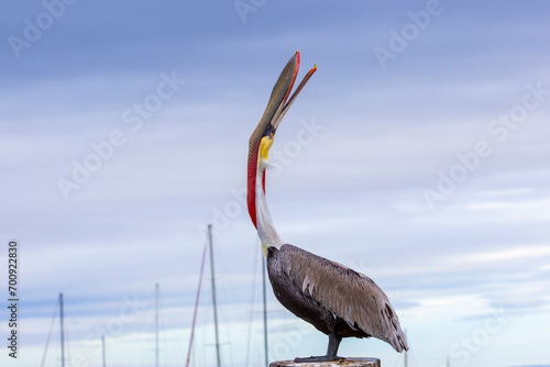 A Brown Pelican posing on a pier