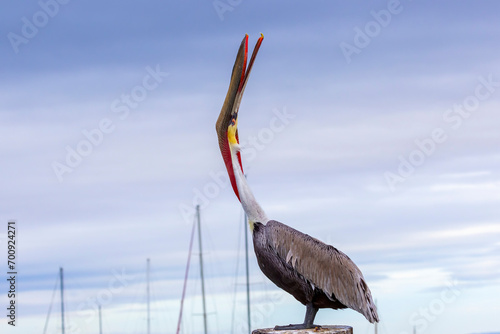 A Brown Pelican posing on a pier photo