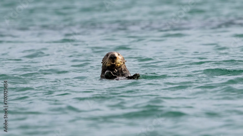 A California Sea Otter out at Elkhorn Slough