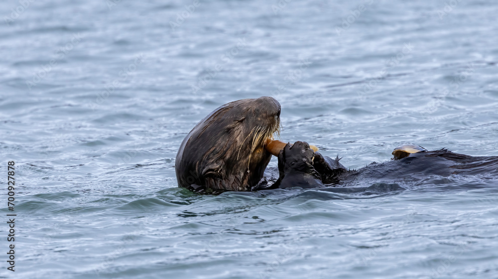 Fototapeta premium A California Sea Otter eating on the water