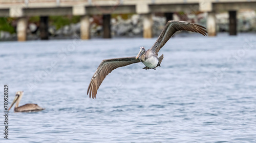 A Brown Pelican in flight