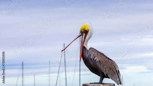 A Brown Pelican posing on a pier