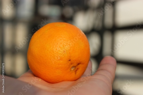 A detailed close-up of the Malta (orange) fruit in hand, a geographically identified and celebrated citrus variety native to Uttarakhand. photo