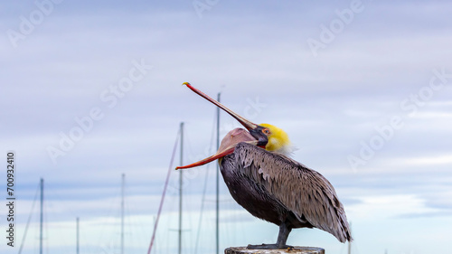 A Brown Pelican posing on a pier