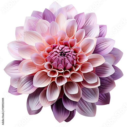 Purple and Pink Dahlia Isolated on Transparent Background
