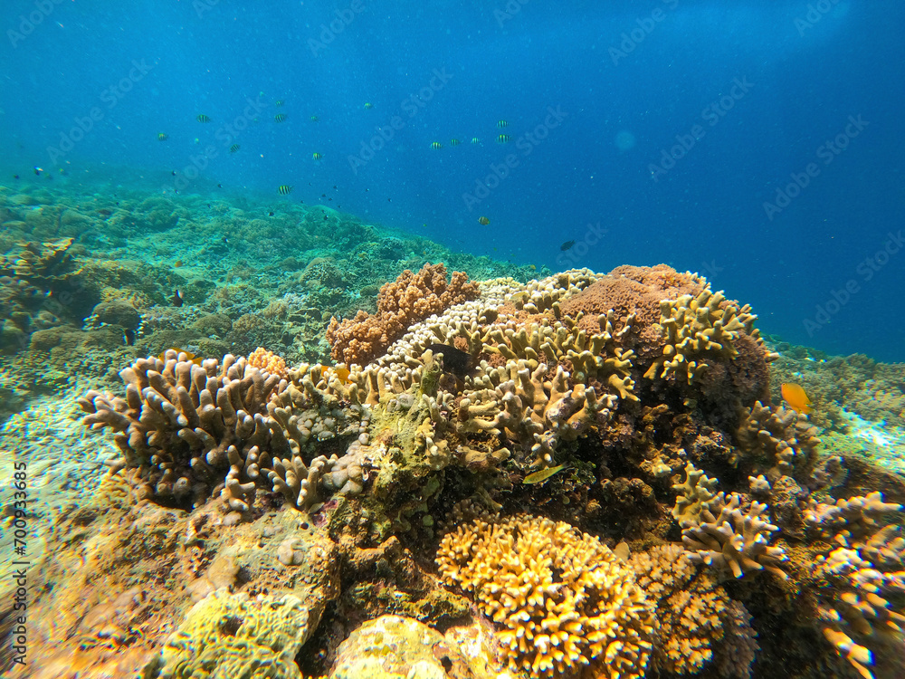 The coral reef near Gili Meno, Indonesia The coral reef near Gili Meno, Indonesia