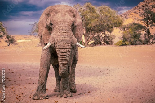 Éléphant du désert